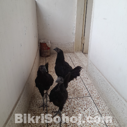3 ta kadaknath (কাদাকনাথ)
